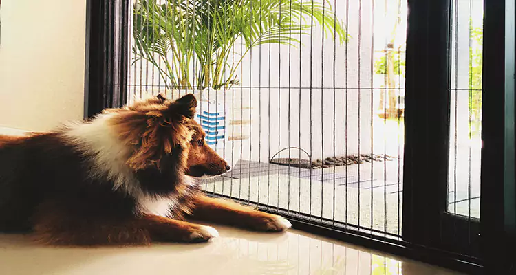 Sliding Screen Pet Door Repair in Punta Gorda, FL
