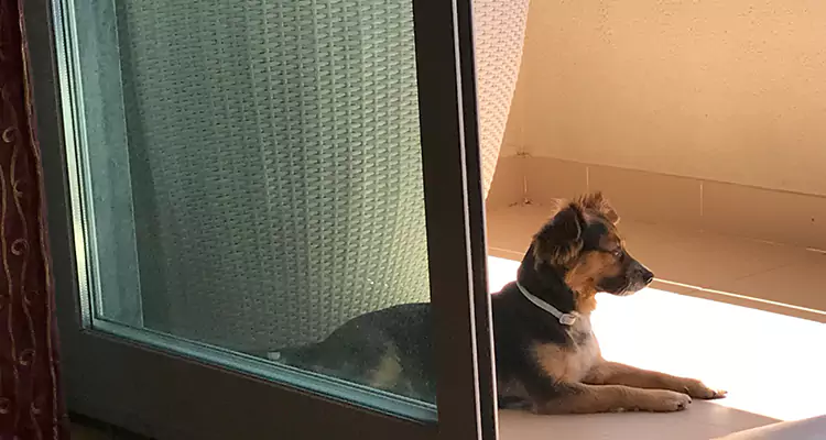 French Door Pet Screen Repair in Punta Gorda, FL